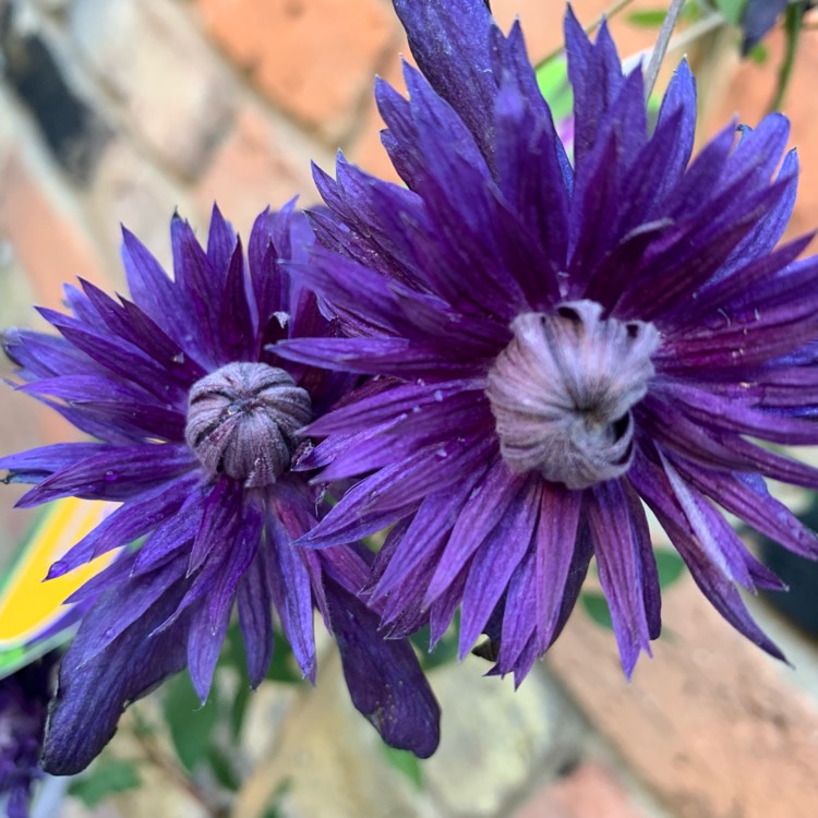 Plant image Clematis Kokonoe