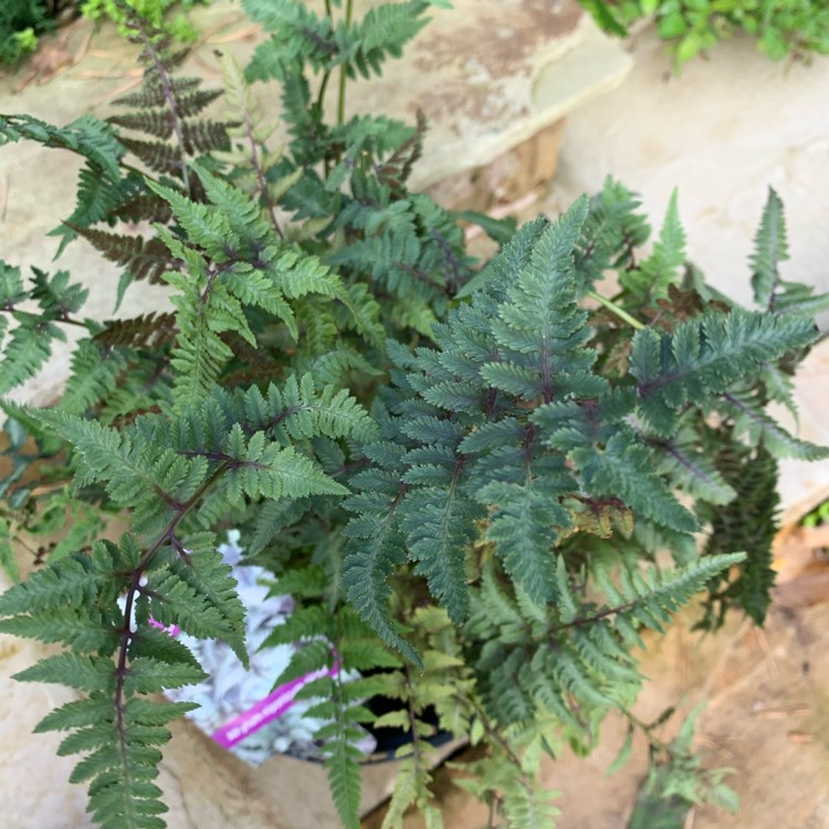 Plant image Athyrium Niponicum