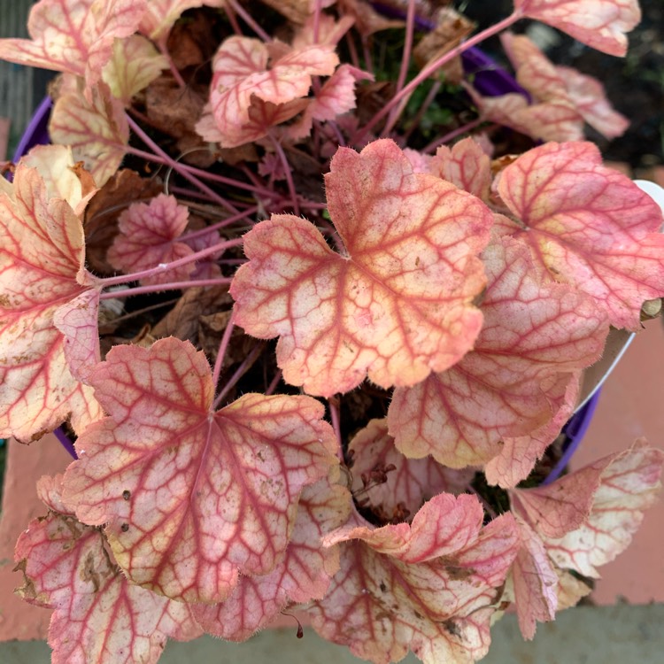 Plant image Heuchera 'Champagne'