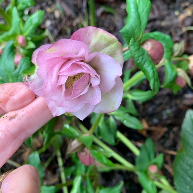 Plant image Helleborus x hybridus 'Double Ellen Pink' (Double Ellen Series)