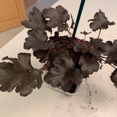 Heuchera 'Black Pearl'