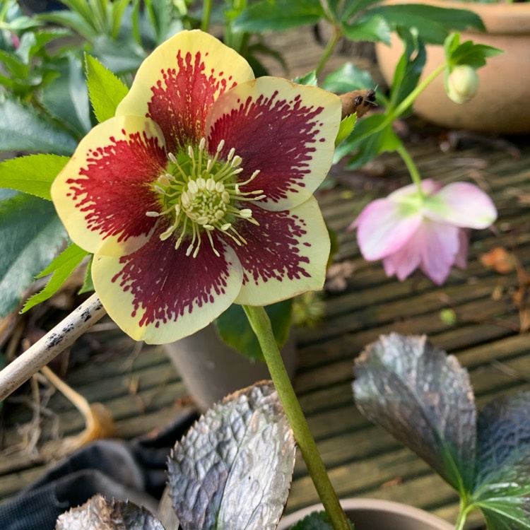 Plant image Helleborus x hybridus 'Harvington Yellow Speckled'