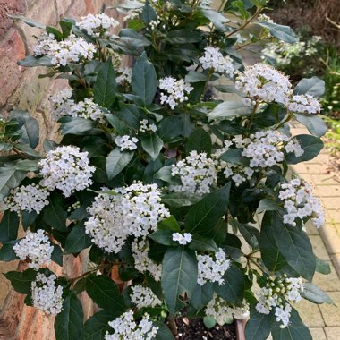 Viburnum x burkwoodii