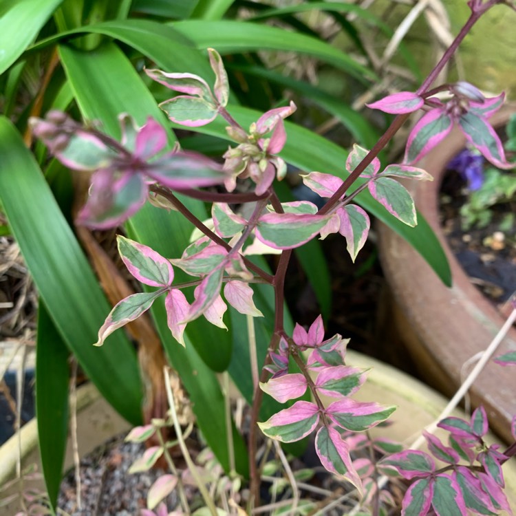 plant image 1237850