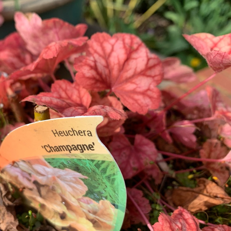 Plant image Heuchera 'Champagne'