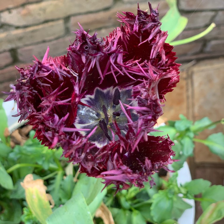 Plant image Tulipa 'Black Parrot'