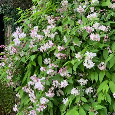 Kolkwitzia amabilis 'Pink Cloud'