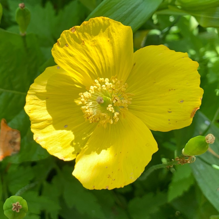 Plant image Papaver atlanticum