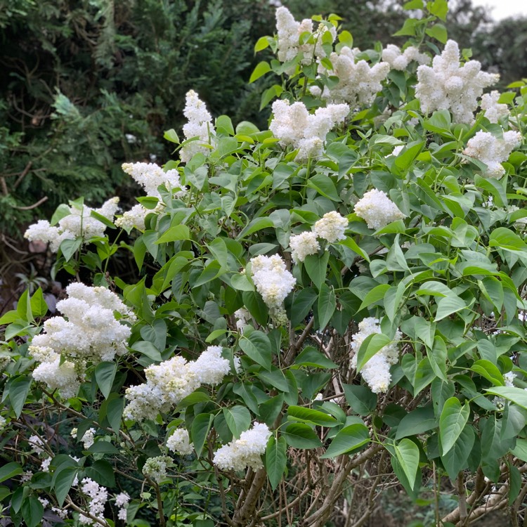 Plant image Syringa vulgaris 'Madame Lemoine'