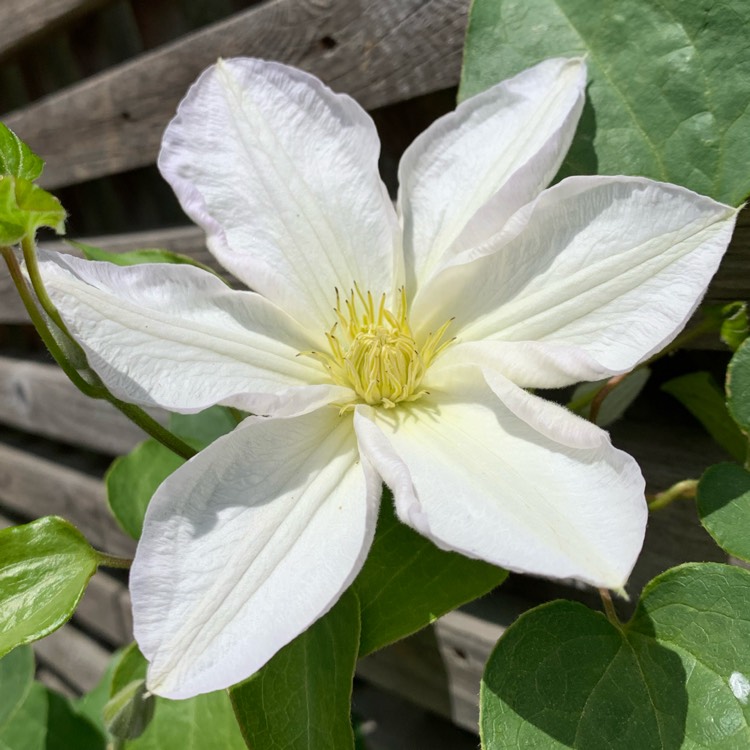 Plant image Clematis 'Mrs George Jackman'