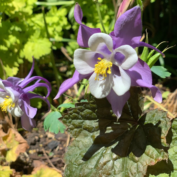 Plant image Aquilegia 'Hensoll Harebell'