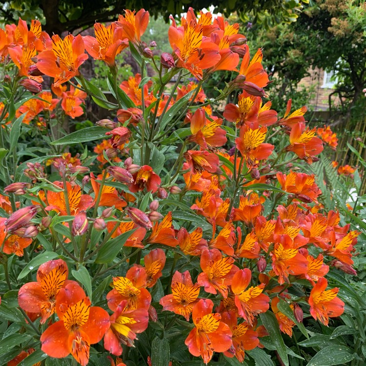 Plant image Alstroemeria 'Orange Glory'