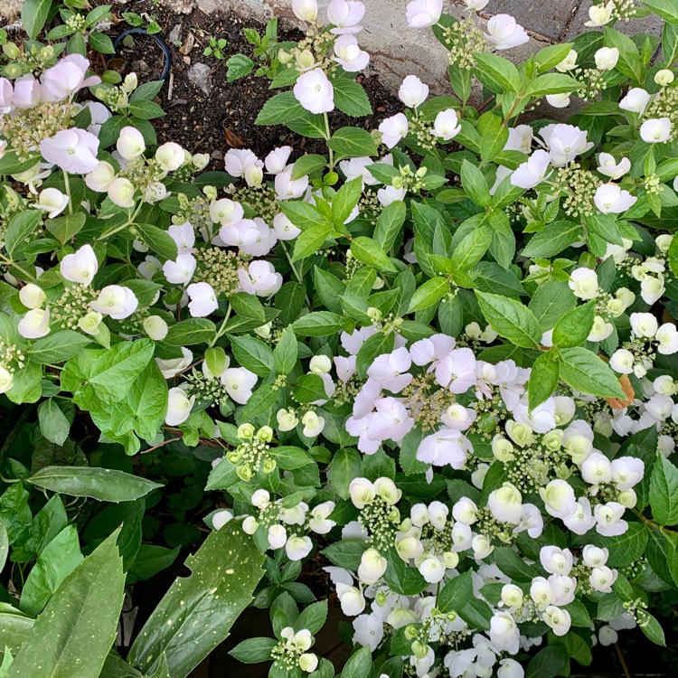 Plant image Hydrangea 'Ushyd0405' syn. Hydrangea 'Runaway Bride Snow White'