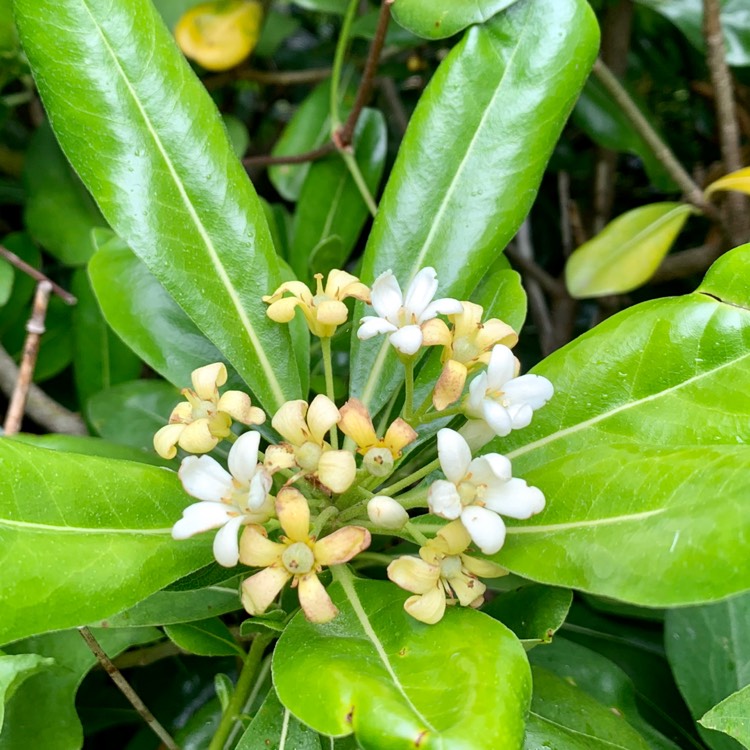 Plant image Pittosporum tobira