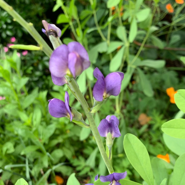 Plant image Baptisia australis