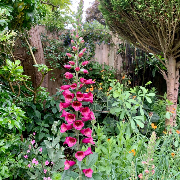 Plant image Digitalis x hybrida 'Foxlight™ Plum Gold'