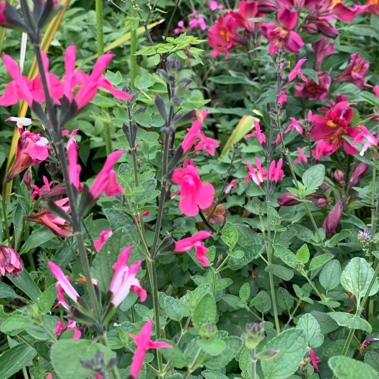 Plant image Salvia gregii 'Icing Sugar'