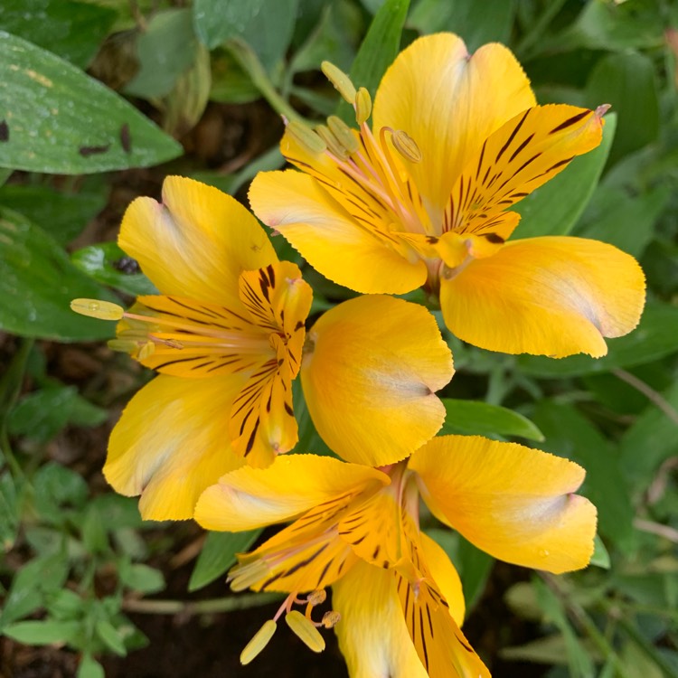 Plant image Alstroemeria 'Everest Canary Yellow'