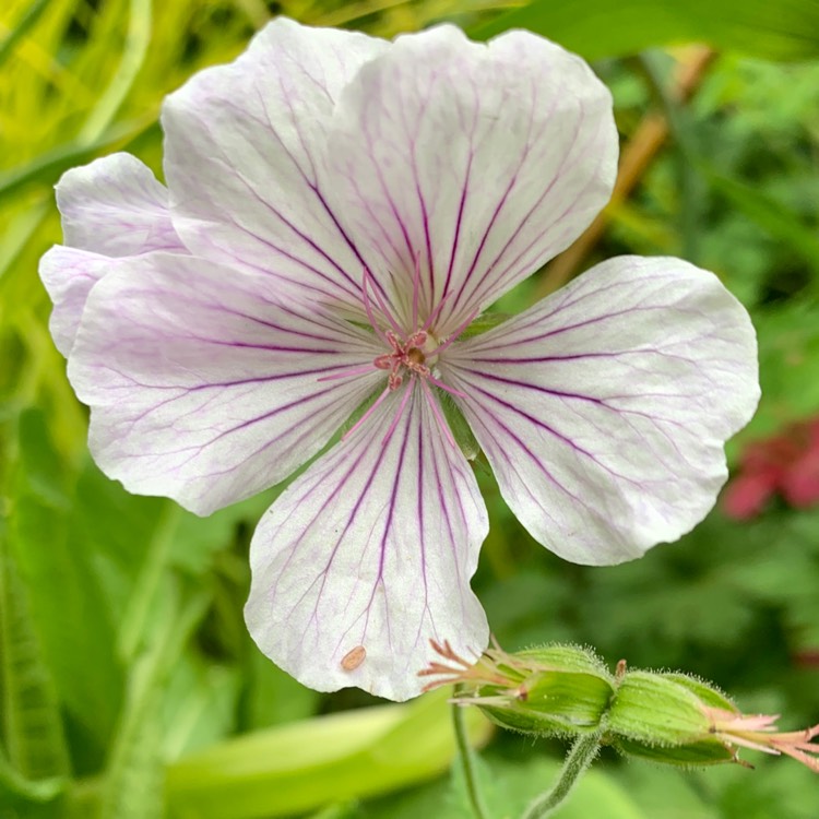 Plant image Geranium himalayense 'Derrick Cook'