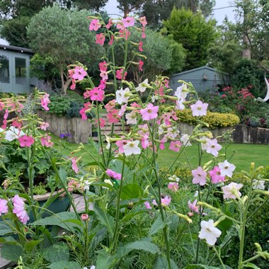 Nicotiana Tabacum