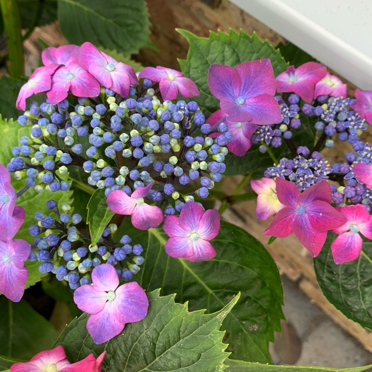 Plant image Hydrangea macrophylla 'Kardinal Violet'