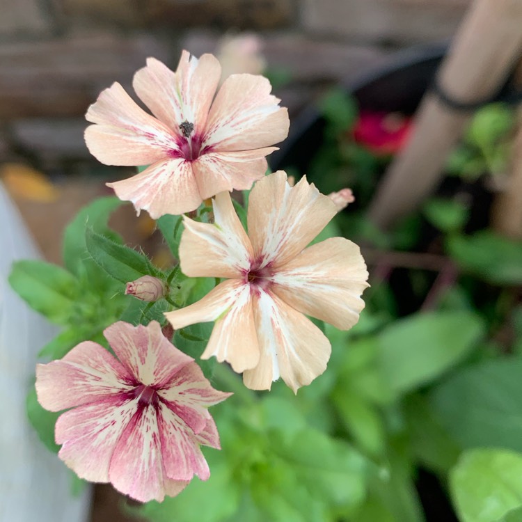 Plant image Phlox drummondii 'Crème Brûlée'