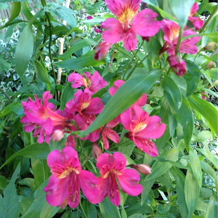 Plant image Alstroemeria 'Tesdarklin' (Inticancha Series) syn. Alstroemeria 'Inticancha Dark Purple'