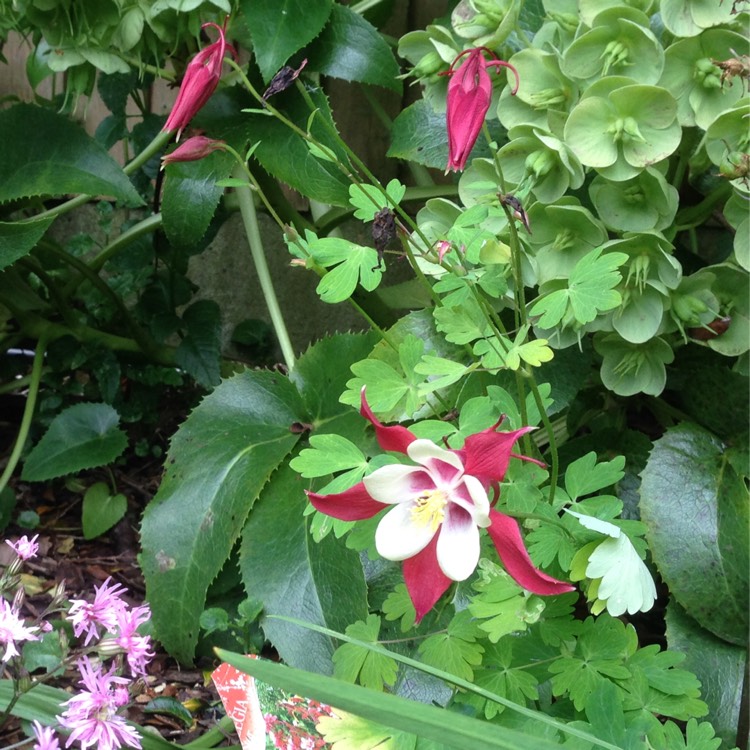 Plant image Aquilegia hybrida 'Crimson Star'