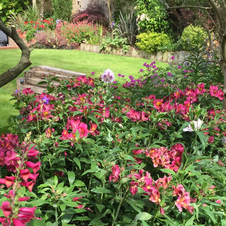 Plant image Alstroemeria 'Tesrobin' (Inticancha Series) syn. Alstroemeria 'Inticancha Red'