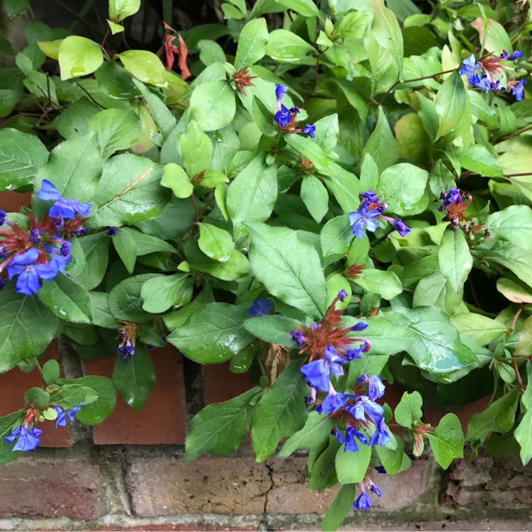 Plant image Ceratostigma willmottianum 'Sapphire Ring'