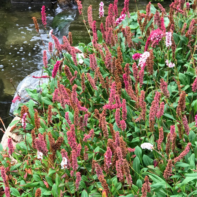 Plant image Persicaria bistorta subsp. carnea