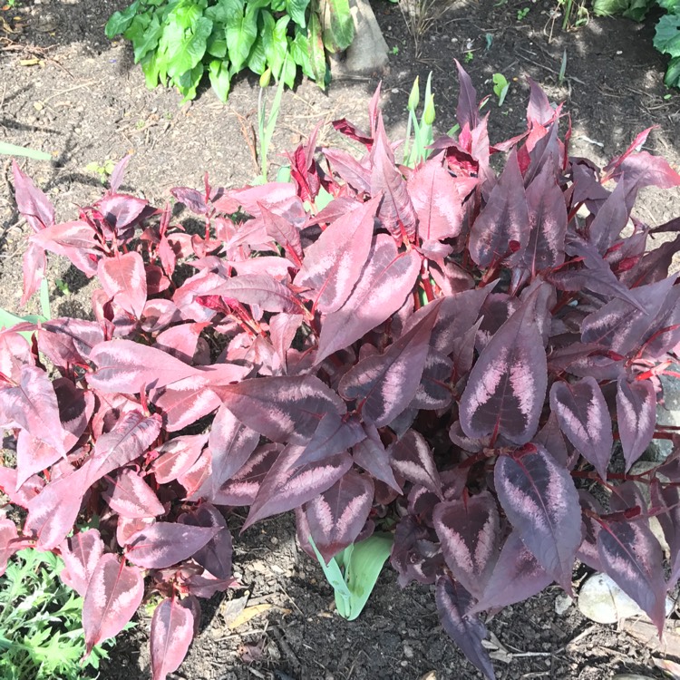 Plant image Persicaria microcephala 'Red Dragon'