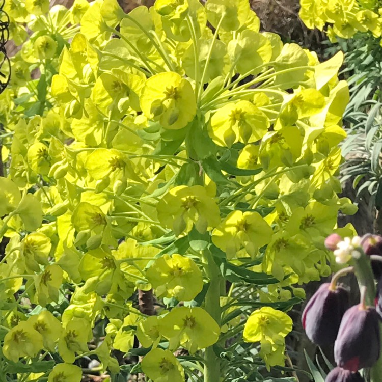 Plant image Euphorbia 'Efanthia'