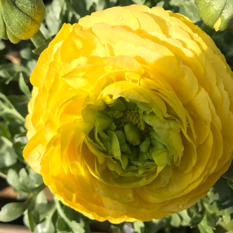 Plant image Ranunculus acris 'Flore Pleno'