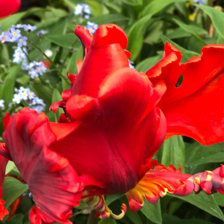 Plant image Tulipa 'Bright Parrot'