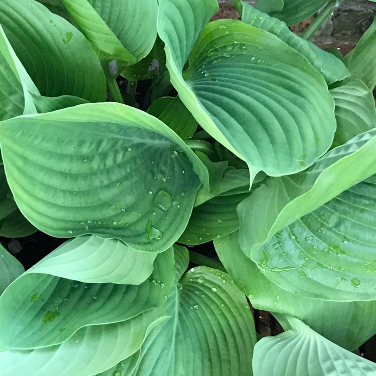 Plant image Hosta fortunei var. albopicta syn. Hosta 'Aureomaculata' (fortunei), Hosta 'Picta' (fortunei)