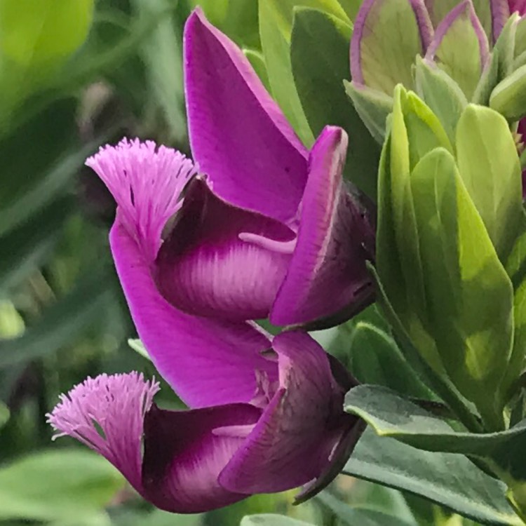 Plant image Polygala Dalmaisiana