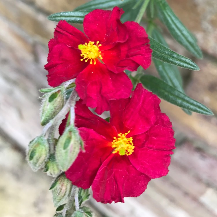 Plant image Helianthemum nummularium 'Henfield Brilliant'