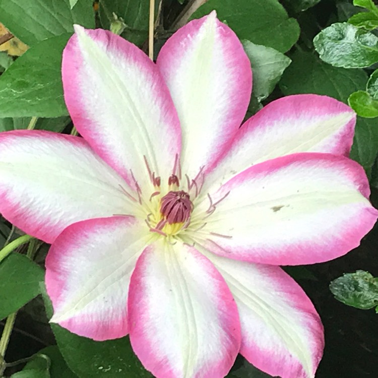 Plant image Clematis 'Picotee Kiss'