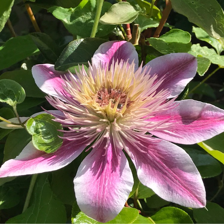 Plant image Clematis alpina 'Pamela Jackman'