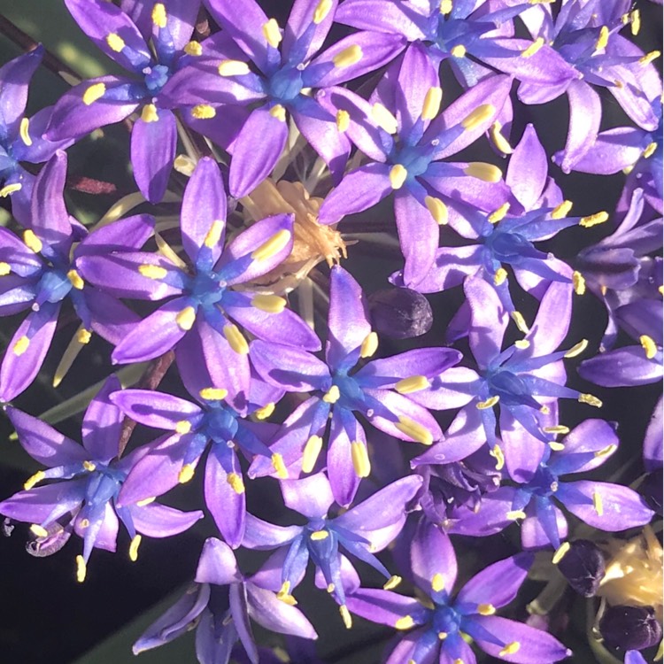 Plant image Scilla peruviana 'Hughii'