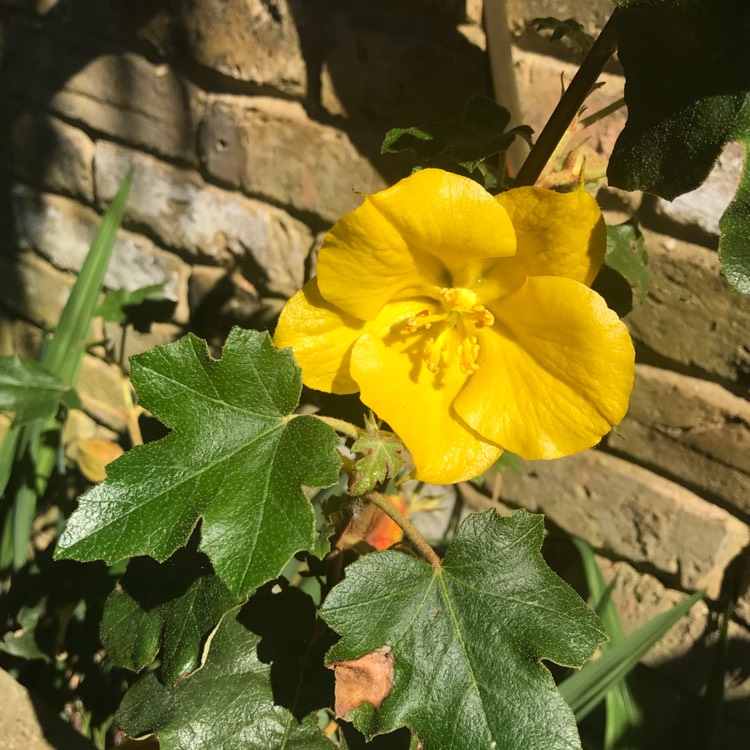 Plant image Fremontodendron 'California Glory'