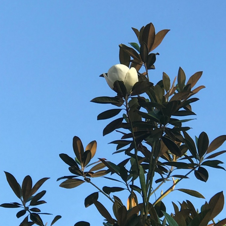 Plant image Magnolia grandiflora 'Kay Parris'