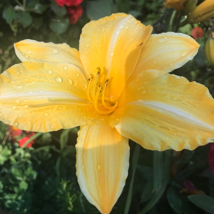 Plant image Hemerocallis 'Golden Zebra'