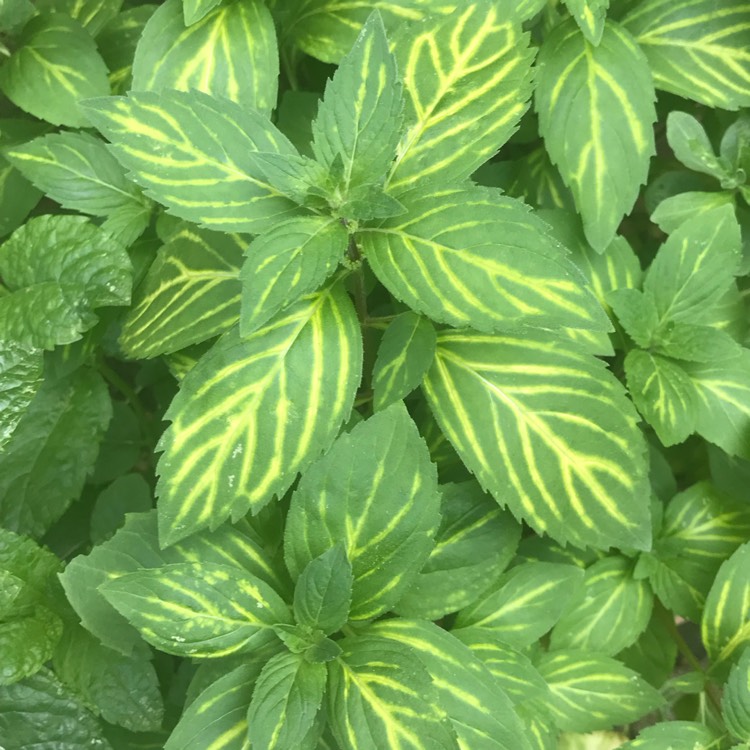 Plant image Mentha x gracilis 'Ginger'