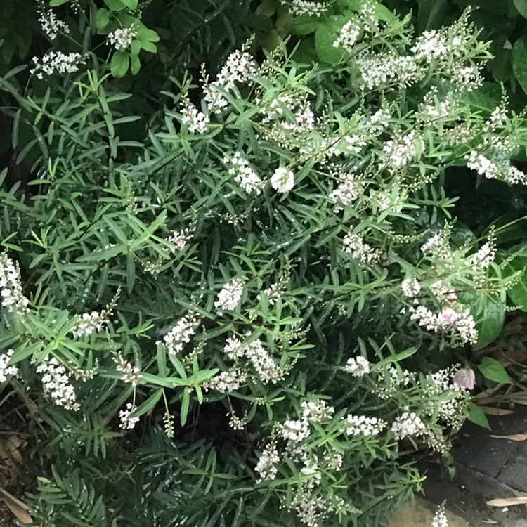 Plant image Hebe 'White Spritzer'