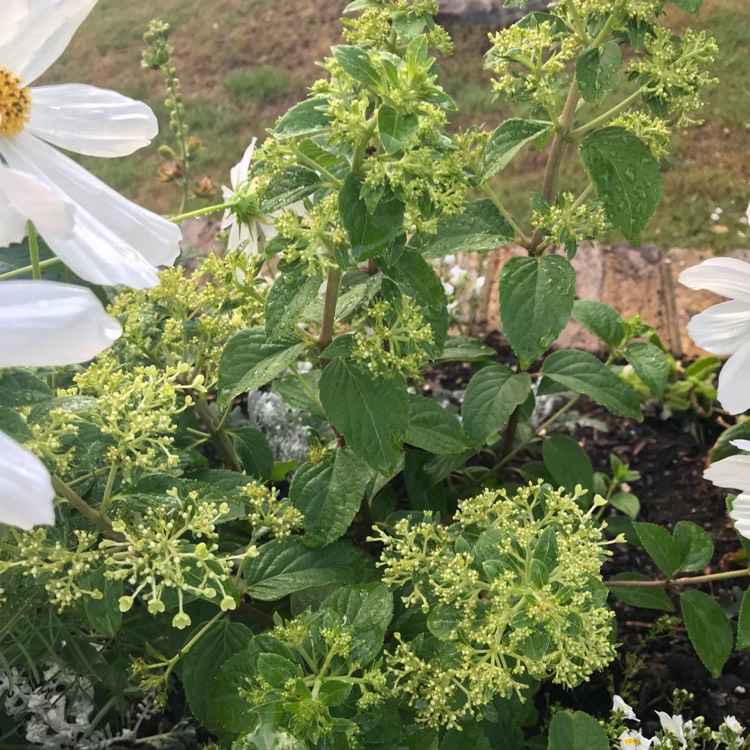 Plant image Hydrangea Paniculata 'Bobo'