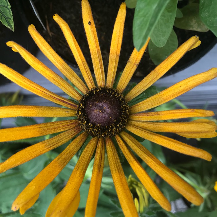 Plant image Rudbeckia x hirta 'Chim Chiminee'