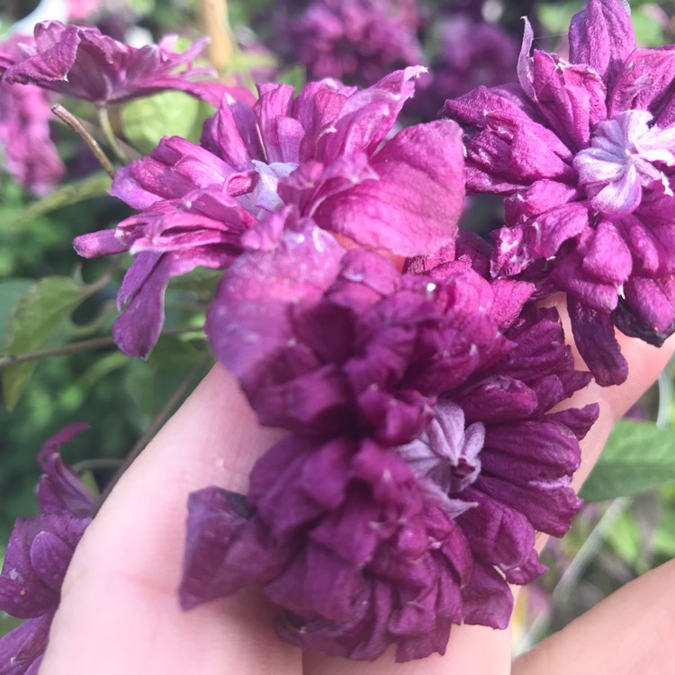 Plant image Clematis purpurea 'Plenas Elegans'