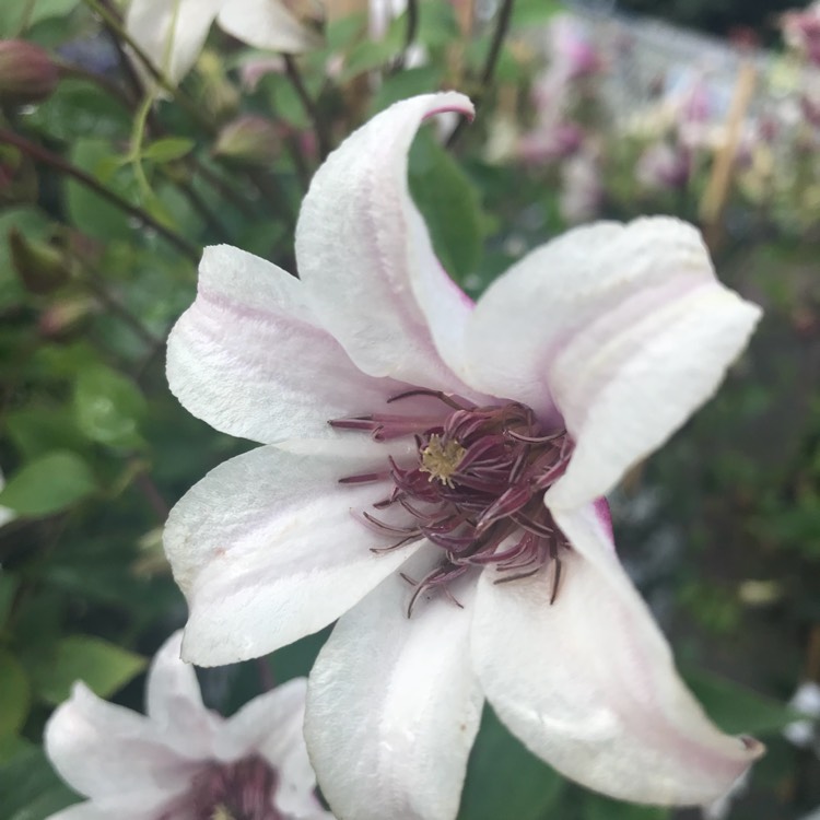 Plant image Clematis 'Princess Kate' syn. Clematis 'Zoprika'